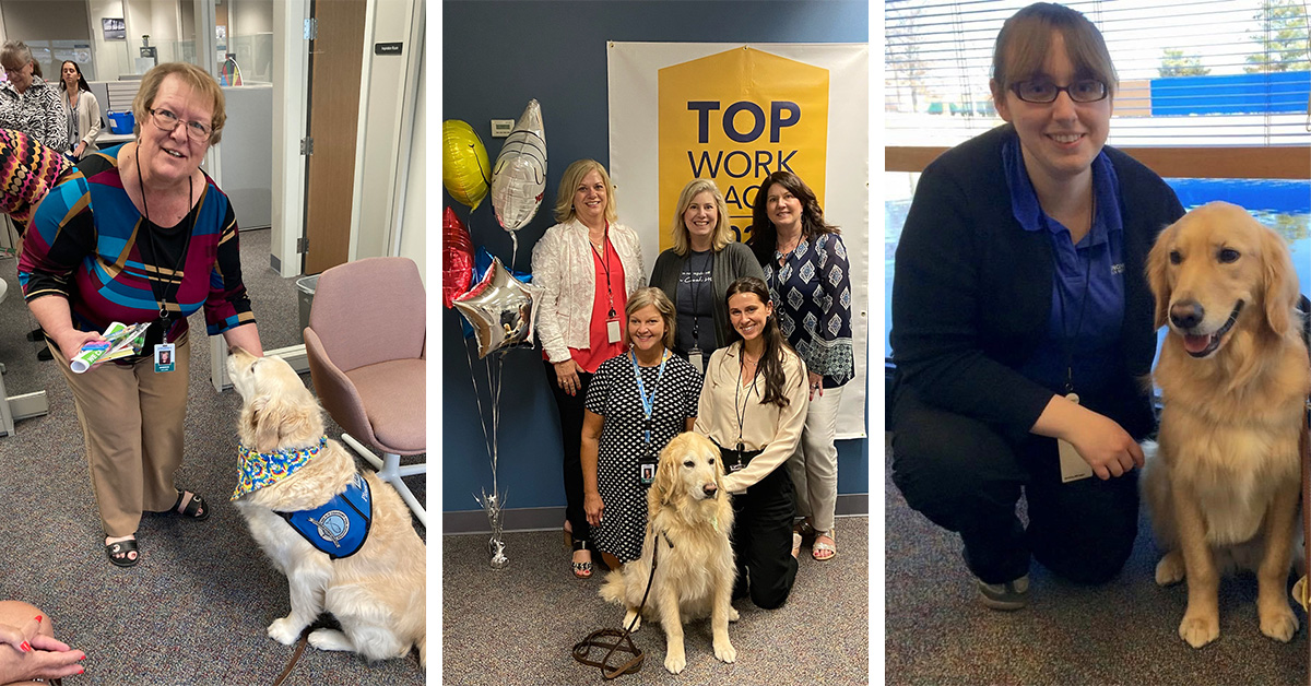 Images of Support Dogs visiting Concordia Plans office